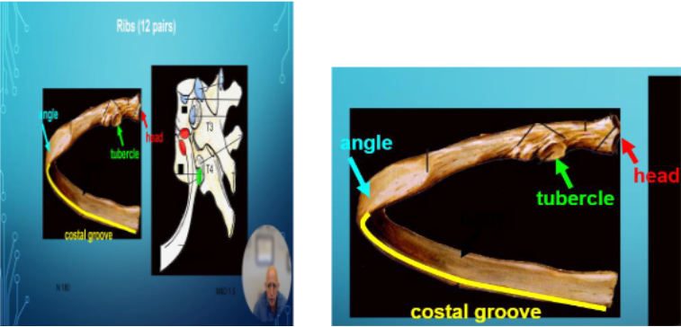 <p>The 4th rib attaches posteriorly to the thoracic vertebrae bodies at T3 and T4 and the transverse process (3 articular spots posteriorly) and anteriorly to the sternum via its costal cartilage</p>
