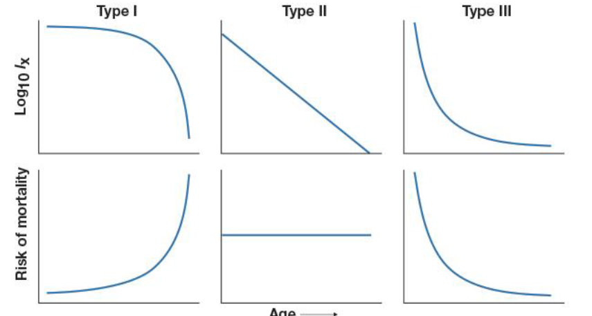 <p><span>Type I: organismen met hoge overleving op Jonge leeftijd en een groter risico op sterfte bij latere leeftijd (passend bij een K – strategie)</span><br><span>Type II: organismen met een evenredig afnemende overleving en constante sterftekans</span><br><span>Type III: organismen met een lage overlevingskans en hoog risico op sterfte op jonge leeftijd (passend bij een r – strategie)</span></p>