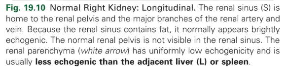 <p>Normal right kidney - longitudinal</p>