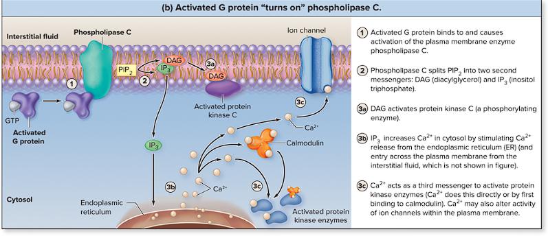 <p>Phospholipase C</p>