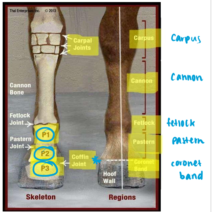 <p>Carpus </p><p>Cannon </p><p>Fetlock </p><p>Pastern </p><p>Coronet band/Coffin joint </p>