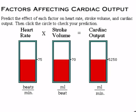 <p><span>Increased _____________________ stimulation ________________ heart rate.</span></p>
