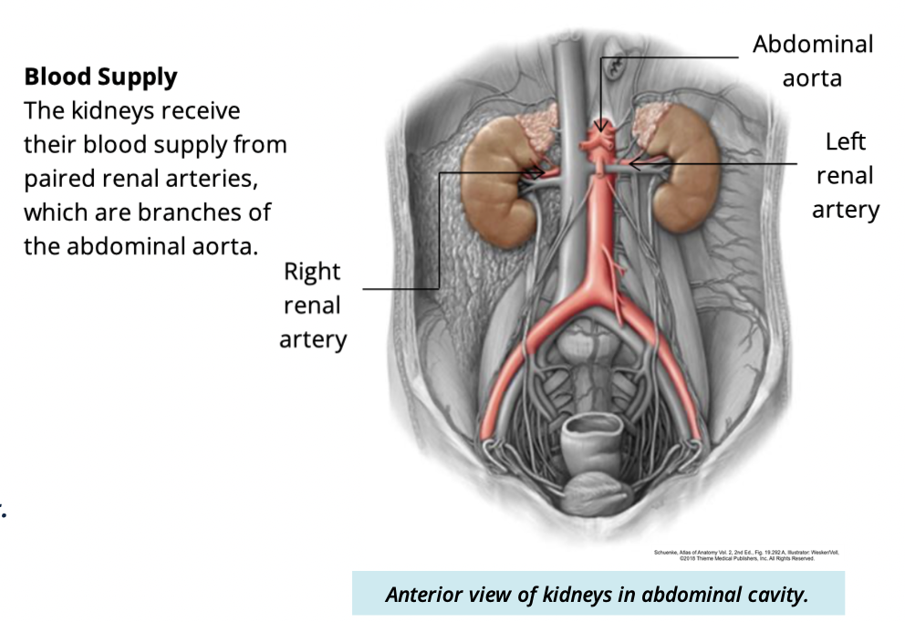 <ul><li><p>paired renal arteries </p><ul><li><p>branches of the abdominal aorta </p></li></ul></li></ul><p></p>