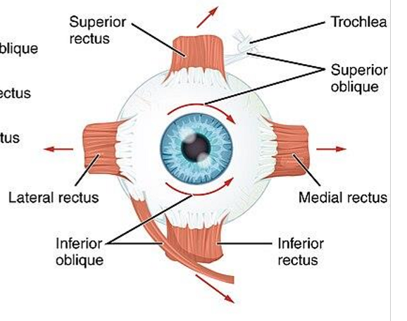 <p>CN IV (4) = superior oblique </p><p>CN VI (6) = lateral rectus </p><p>CN III (3) = all others (superior rectus, medial rectus, inferior rectus, inferior oblique) </p>