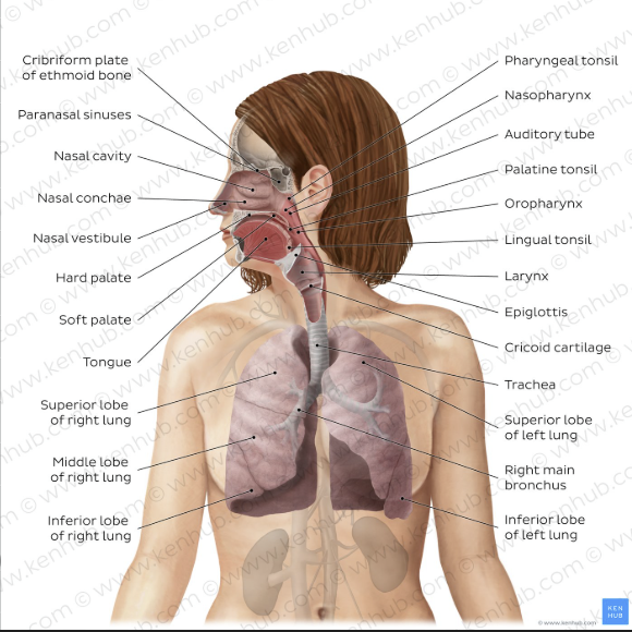 <ol><li><p>nasal + oral cavities = air enters + exits body</p></li><li><p>pharynx = throat, air from nasal and oral cavity combine here </p></li><li><p>epiglottis = flap made of cartilage that covers trachea during swallowing so food goes to esophagus </p></li><li><p>trachea = has cartilage rings to prevent collapsing when NEGATIVE PRESSURE occurs during inspiration </p></li><li><p>larynx = </p></li><li><p>bronchi</p></li><li><p>terminal bronchioles </p></li><li><p>respiratory bronchioles  </p></li></ol><p></p>
