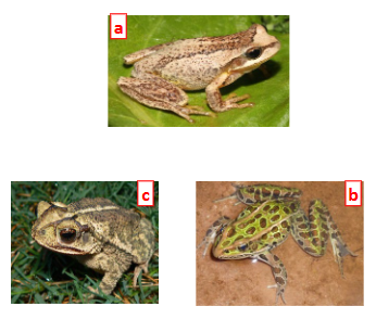 <p>The nostrils of all these frogs are for both ________ and _______ (true of all tetrapods).</p>