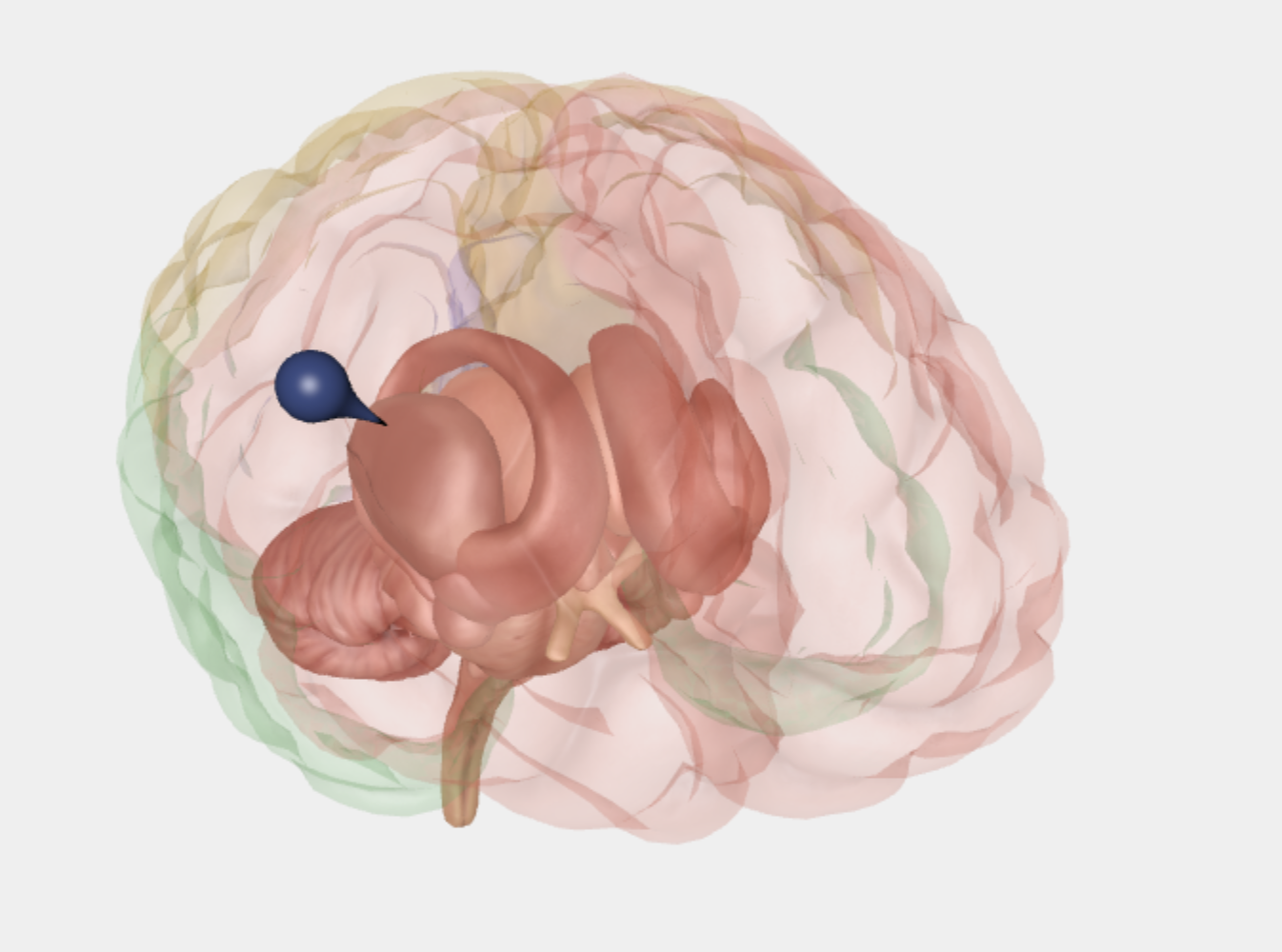 <p>en gruppe af dybtliggende strukturer i hjernen, placeret inde i storhjernen omkring thalamus. De består af flere kerner, som arbejder sammen i et netværk. Deres vigtigste rolle er at hjælpe med at styre og finjustere bevægelser. De er ikke dem, der starter en bevægelse, men de sørger for, at bevægelser bliver glatte, præcise og passende. Basalganglierne er også vigtige for: at vælge hvilke bevægelser der skal udføres, og hvilke der skal hæmmes. indlæring af vaner og rutiner (automatiske handlinger) motivation og belønning, timing og koordinering af bevægelser. Hvis basalganglierne ikke fungerer normalt, kan det give problemer med bevægelse, som fx stivhed, langsomme bevægelser eller ufrivillige bevægelser.</p>