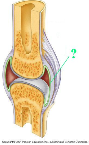 <p><span>Identify the indicated layer of a synovial joint.</span></p>