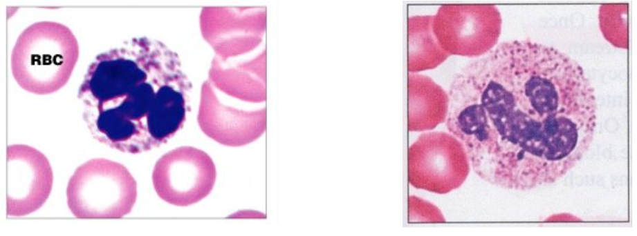 <ul><li><p>55-65% of all WBCs</p></li><li><p>polymorphonuclear </p></li></ul><p></p><p>Function:</p><ul><li><p><strong>destroy bacteria by phagocytosis</strong></p></li><li><p>chemically attracted to sites of inflammation</p></li></ul><p></p>