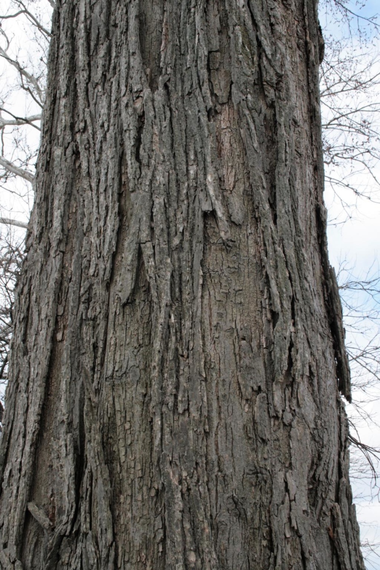 <p>Ulmus americana</p>
