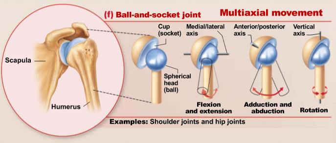<p>Ball-like surface of one bone fits into the cap-like depression of another bone, allowing for movement around multiple axes</p><ul><li><p>Flexion/extension, adduction/abduction, circumdation &amp; rotation</p></li><li><p><u>Examples</u>:</p><ul><li><p>Glenohumeral joint</p></li><li><p>Shoulder</p></li><li><p>Hip</p></li></ul></li></ul><p></p>