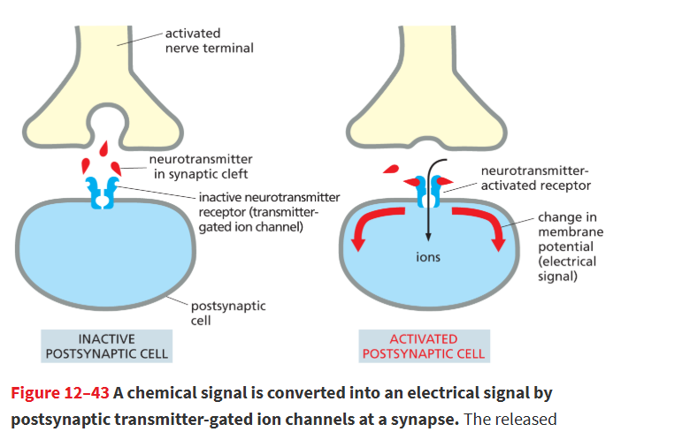 <p>If the ion flow <strong>depolarizes the membrane enough</strong>, it <strong>triggers an action potential</strong> in the postsynaptic cell.</p><p></p><p>neurotransmitters trigger ligand gated ion channels in post-synaptic cell membraner and result in membrane depolarization</p>