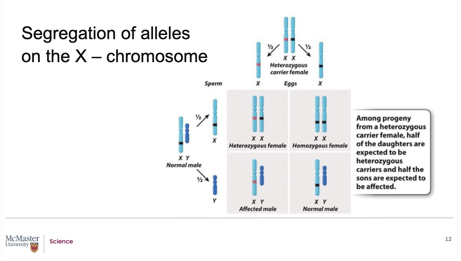 <p><strong>Back (Answer):</strong></p><ul><li><p>Colour‑blindness follows <strong>Mendelian inheritance</strong></p></li><li><p>A <strong>carrier female</strong> has:</p><ul><li><p>One <strong>normal X chromosome</strong></p></li><li><p>One <strong>X chromosome with the affected (colour‑blindness) allele</strong></p></li></ul></li><li><p>Because the trait is <strong>recessive</strong>:</p><ul><li><p>She is <strong>not colour‑blind</strong></p></li><li><p>She <strong>carries</strong> the allele</p></li></ul></li><li><p>Each child has:</p><ul><li><p><strong>50% chance</strong> of inheriting the <strong>affected allele</strong></p></li><li><p><strong>50% chance</strong> of inheriting the <strong>normal allele</strong></p></li></ul></li><li><p>This 50% chance applies to <strong>all offspring</strong>, regardless of sex</p></li></ul><p><span data-name="brain" data-type="emoji">🧠</span> <em>Key idea to remember:</em><br><strong>Carrier mothers pass the affected X allele to half of their children.</strong></p><p></p>