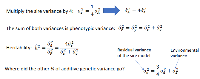 <p>Interpretaion</p><ul><li><p>similar to the half sib model</p></li><li><p>- Offspring of the same sire are half sibs → var(sire) = cov(half sibs)</p></li><li><p>Cov(half-sibs) = 1/4 var(A)</p><ul><li><p>The sire variance is an estimate of a quarter of the additive genetic variance</p></li></ul></li></ul><p></p>
