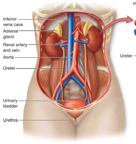 <p>Kidneys → ureters → urinary bladder → urethra</p>