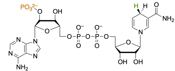 <p>NAD(P)H</p>