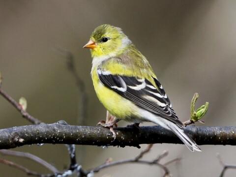 <ul><li><p>black and white wings</p></li><li><p>duller yellow</p></li><li><p>grey forehead</p></li></ul><p></p>