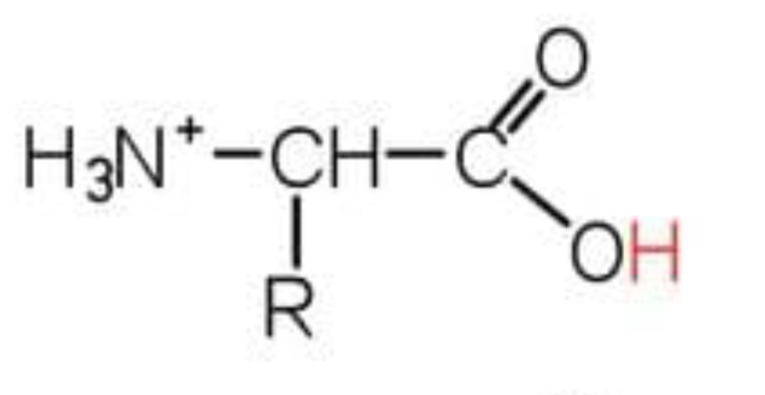 <p>pH of solution is lower that the amino acid’s isoelectric point</p><p>Acts as a base</p><p>Accepts a proton</p>