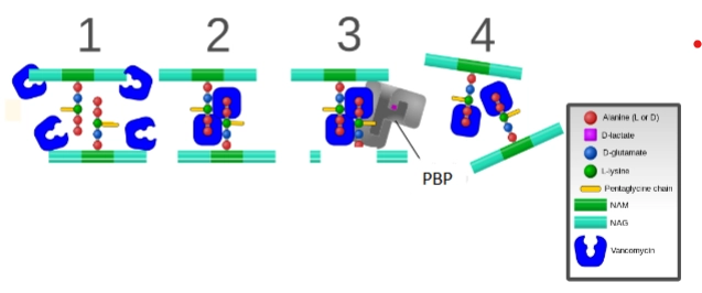 <ol><li><p><strong>Fysieke blokkade (De "kap" over de bouwsteen)</strong> In plaats van te binden aan het enzym PBP, reist vancomycine naar de buitenkant van de bacteriële membraan en bindt zich daar met waterstofbruggen rechtstreeks en heel specifiek vast aan het <strong>D-Ala-D-Ala-uiteinde</strong> van de peptidoglycaanketen. Je kunt het voor je zien als een grote plastic beschermkap die je over het uiteinde van een stekker heen schuift.</p></li><li><p><strong>Sterische hindering</strong> Omdat vancomycine zo’t enorm groot molecuul is, zit het fysiek vreselijk in de weg (dit noemen we <em>sterische hindering</em>). Wanneer het transpeptidase-enzym (PBP) nu aan komt lopen om de normale dwarsverbinding te leggen (zoals getoond op de eerdere afbeelding, kan het enzym simpelweg <strong>niet meer bij het D-Ala-D-Ala-complex komen</strong>.</p></li><li><p><strong>Het klinische gevolg</strong> Het enzym kan de laatste D-Ala er niet meer afknippen en de ketens niet meer aan elkaar lassen. Het eindresultaat is hetzelfde als bij penicilline: de bacterie kan geen stevige dwarsverbindingen maken, de celwand verzwakt en de bacterie barst door osmotische druk open (cel-lyse).</p></li></ol><p></p><p></p><p>→ Waarom is dit klinisch belangrijk? (Resistentie)</p><p>Omdat vancomycine zo specifiek bindt aan de exacte structuur van D-Ala-D-Ala, hebben sommige bacteriën (zoals de beruchte ziekenhuisbacterie <strong>VRE</strong>: <em>Vancomycin-Resistant Enterococci</em>) een slimme resistentietruc ontwikkeld. Zij veranderen via mutaties de allerlaatste D-Alanine in een D-Lactaat of D-Serine molecuul. Het uiteinde verandert dus van D-Ala-D-Ala naar <strong>D-Ala-D-Lac</strong>.</p><p>Voor het enzym PBP maakt die kleine verandering niet uit (dat kan nog steeds een dwarsverbinding leggen), maar <strong>vancomycine verliest hierdoor direct zijn grip</strong> en kan er niet meer aan binden. De bacterie is dan immuun geworden voor het antibioticum.</p>