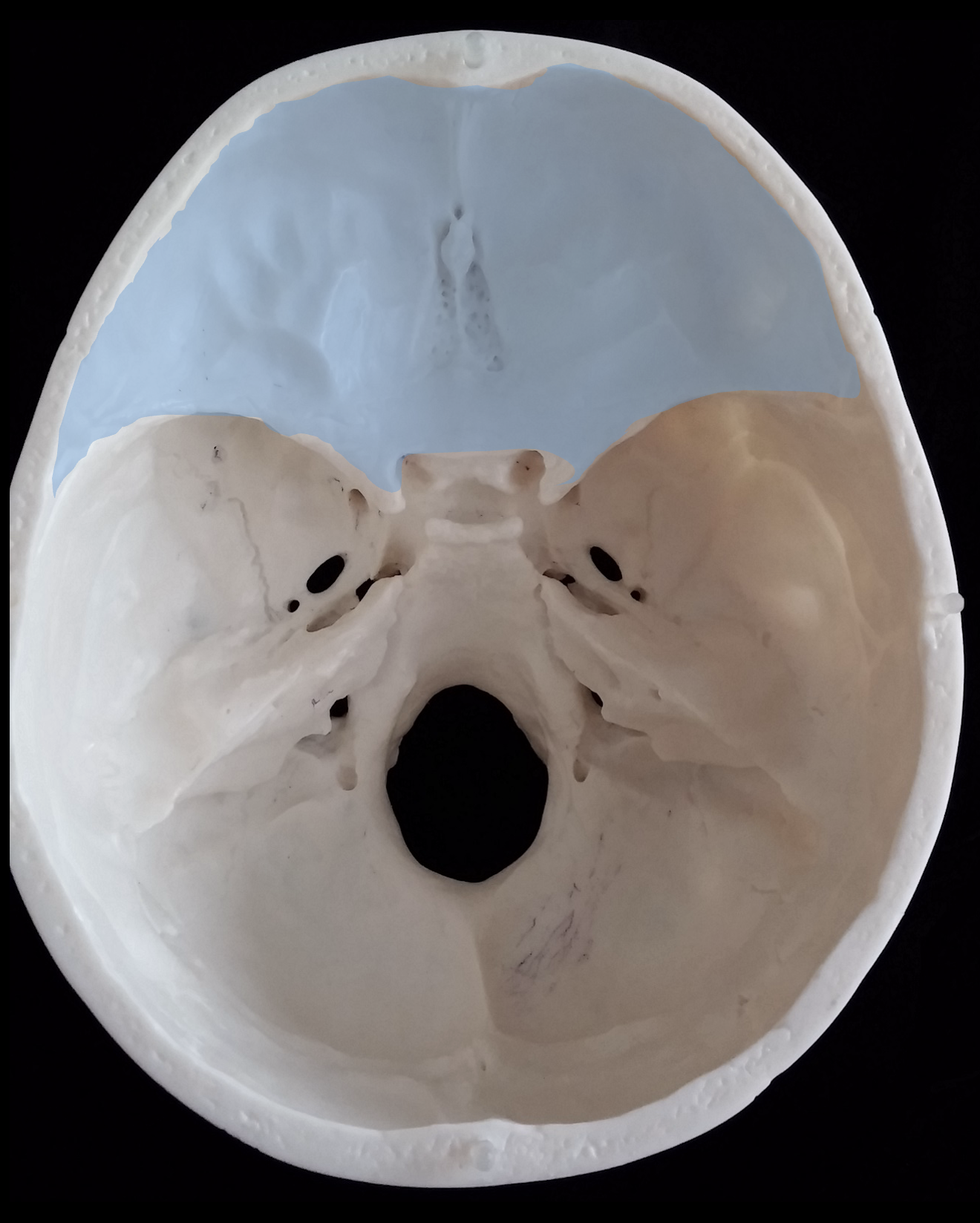 <p>What is the cranial fossae highlighted in blue?</p>