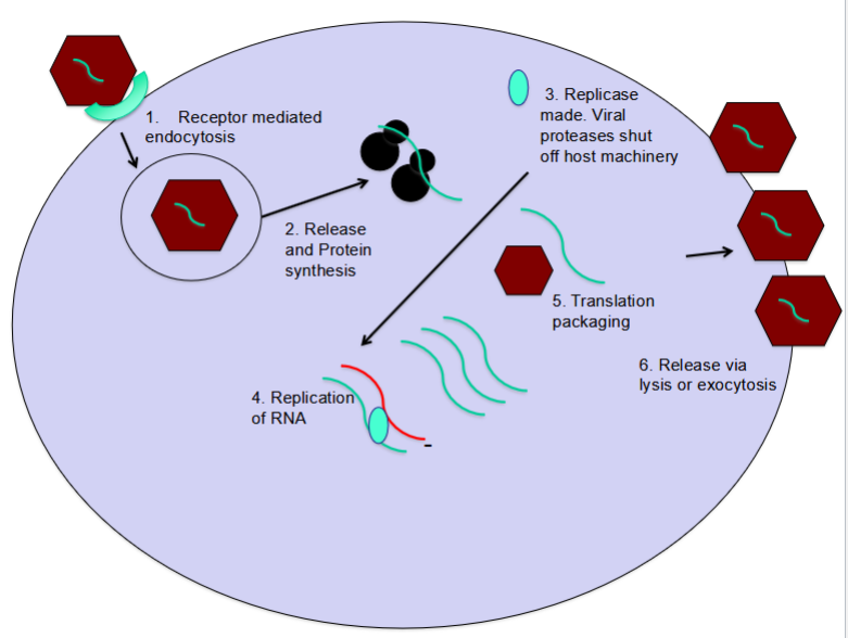 <ol><li><p>Receptor mediated endocytosis </p></li><li><p>Release and protein synthesis </p></li><li><p>Replicase made. Viral proteases shut off host machinery </p></li><li><p>Replication of RNA </p></li><li><p>Translation packaging </p></li><li><p>Release via lysis or exocytosis </p></li></ol><p></p>