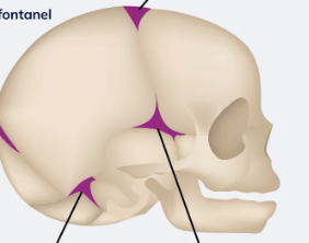 <p>front of baby head </p>