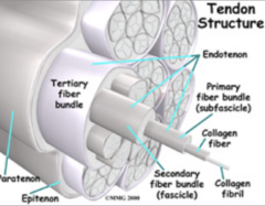 <p>What are the connective tissue covering of tendons and ligaments?</p>