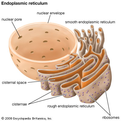 <p>Smooth Endoplasmic Reticulum (SER): Function</p>