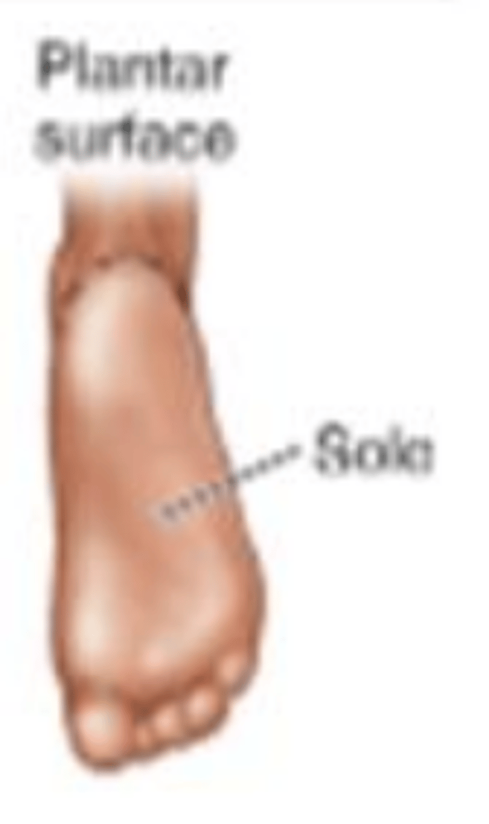 <p>sole of foot (sole)</p>