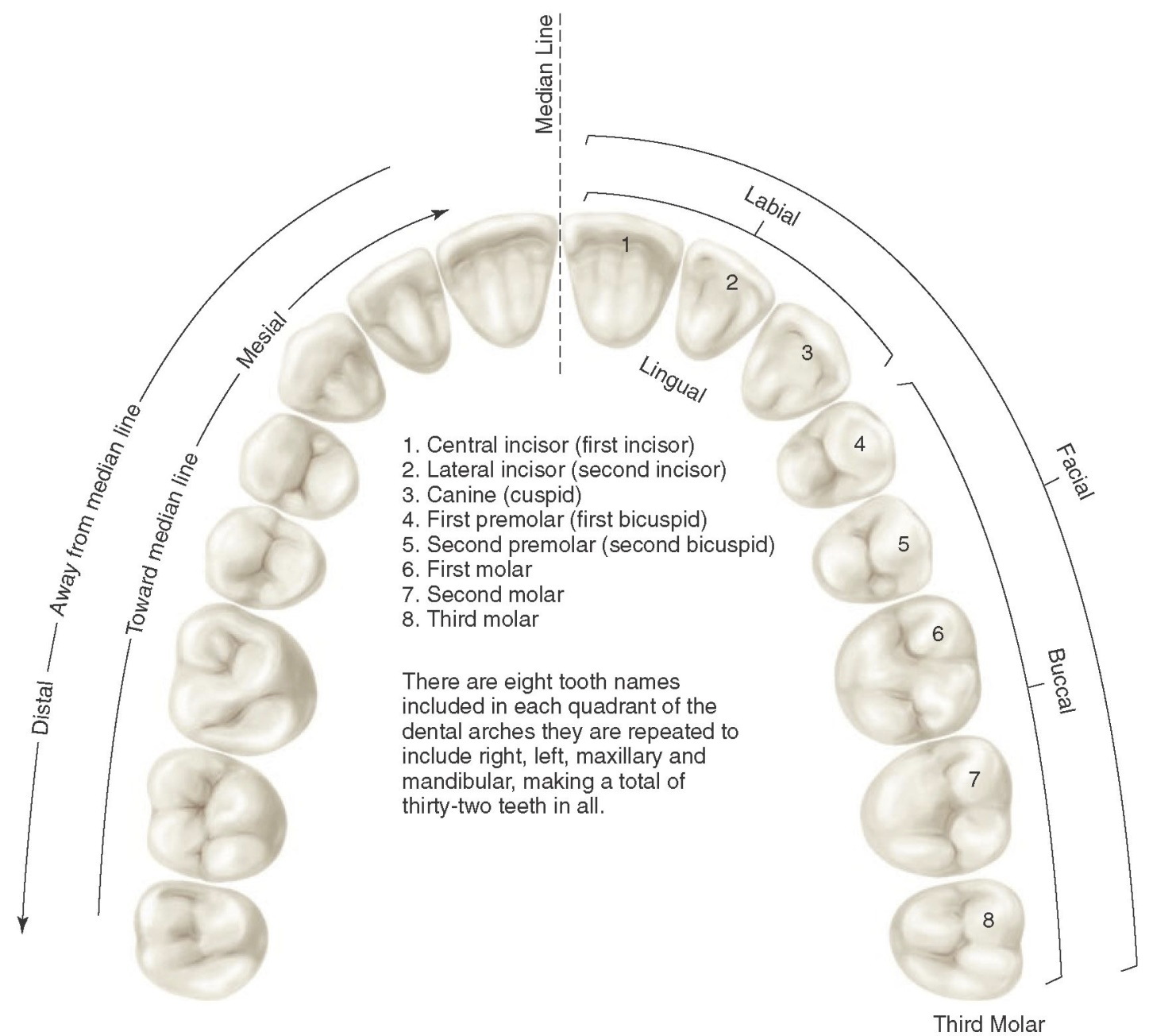 <p>The tooth surface away from the midline</p>