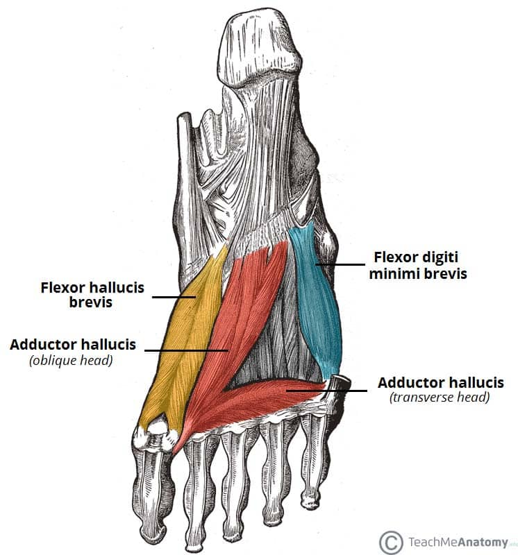 <ul><li><p>Flexor Hallucis Brevis: 1st MP and IP flexion</p></li><li><p>Adductor Hallucis (Transverse and Oblique Heads): Adduct # 1</p></li><li><p>Flexor Digiti Minimi Brevis: MP # 5 flexion</p></li></ul><p></p>