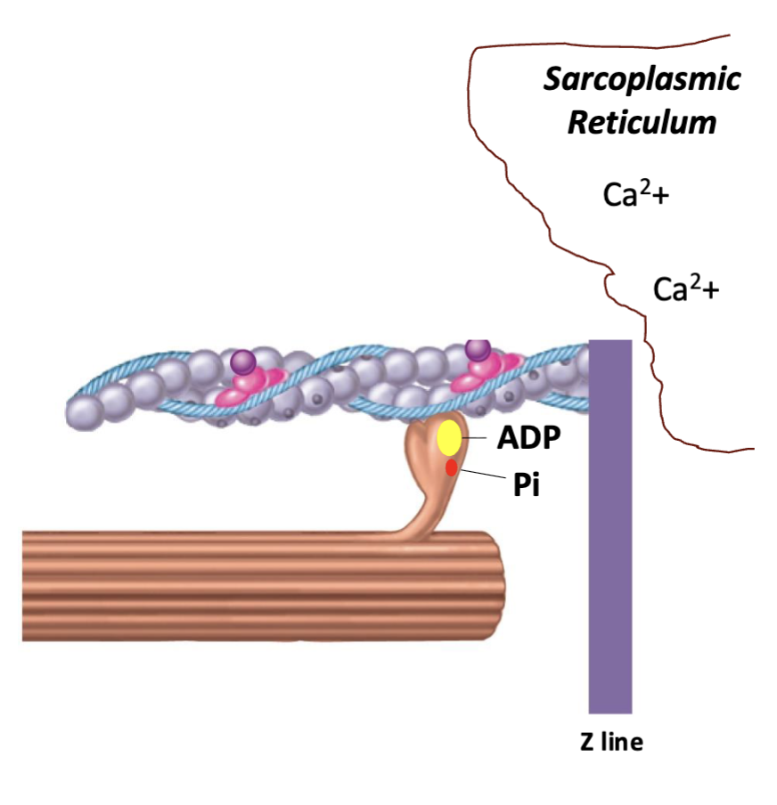 <p>↑ <strong>Ca²⁺</strong> released from SR → Ca²⁺ binds <strong>troponin</strong> → <strong>tropomyosin moves</strong> → exposes myosin-binding sites on <strong>actin</strong> → energized myosin binds actin → <strong>cross-bridge forms</strong></p><p><strong>Memory:</strong> Ca²⁺ → Troponin → Tropomyosin moves → Actin exposed → Myosin binds.</p>