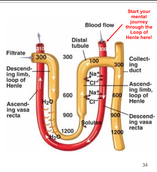 <p>The countercurrent exchange system!</p>