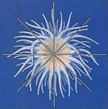 <p>what kind of symmetry</p>