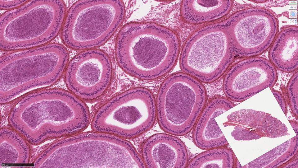 <p>Identify what is shown in the following image:</p>