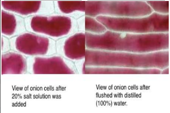 <p>Explain what has happened in the diagram (MA) (5 points)</p>