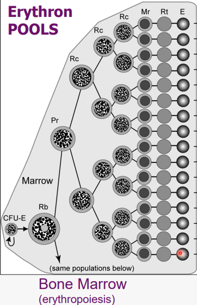 <p>become mature erythrocytes</p>