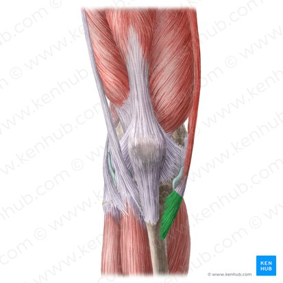 <p>Pes Anserine (Goose Foot)</p>