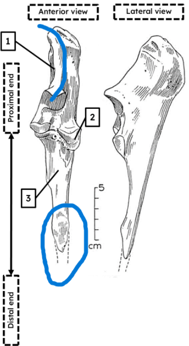 <ul><li><p>short, broken</p></li><li><p>traingular shaft</p></li><li><p>‘bent’ proximal end</p></li></ul><p></p><p>horse ulna </p><p></p>