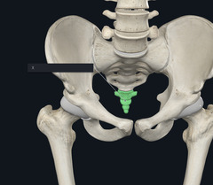 <p>Identify the Group of Bones Highlighted Green</p>