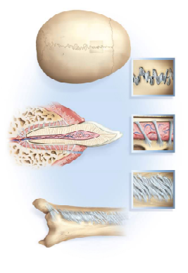 <p>Adjacent bones are joined by collagen fibres (dense regular connective tissue) that: </p><p>• emerge from one bone </p><p>• cross the space between them and </p><p>• penetrate into the other bone</p>