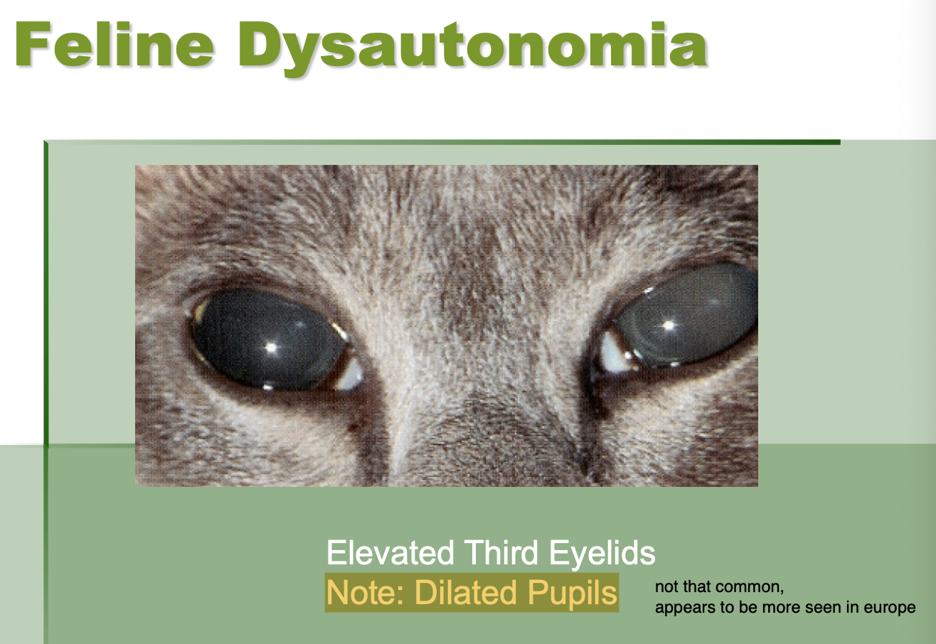<p>elevated 3rd eyelid.</p><p><strong>dilated pupils (difference between this and Haws).</strong></p>