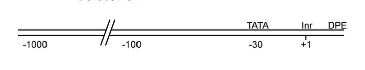 <p>a. Incredibly heterogeneous since there are many different genes to make many different proteins!</p><p>b. Core Promoters consist of several elements: TATA box, Initiator element, and a Downstream promoter element. (though not all elements are present at all promoters)</p><ul><li><p>TATA box is analogous to the -10 and -35 boxes of bacteria</p></li><li><p>The initiator element alone is enough to recruit RNAP-II and initiate transcription at the proper site. (though it makes a weak promoter on its own)</p></li><li><p>Mutation of the TATA results in an 80% decrease in β-globin mRNA. The resulting disease is β-thalassemia. </p></li></ul><p></p><p></p>