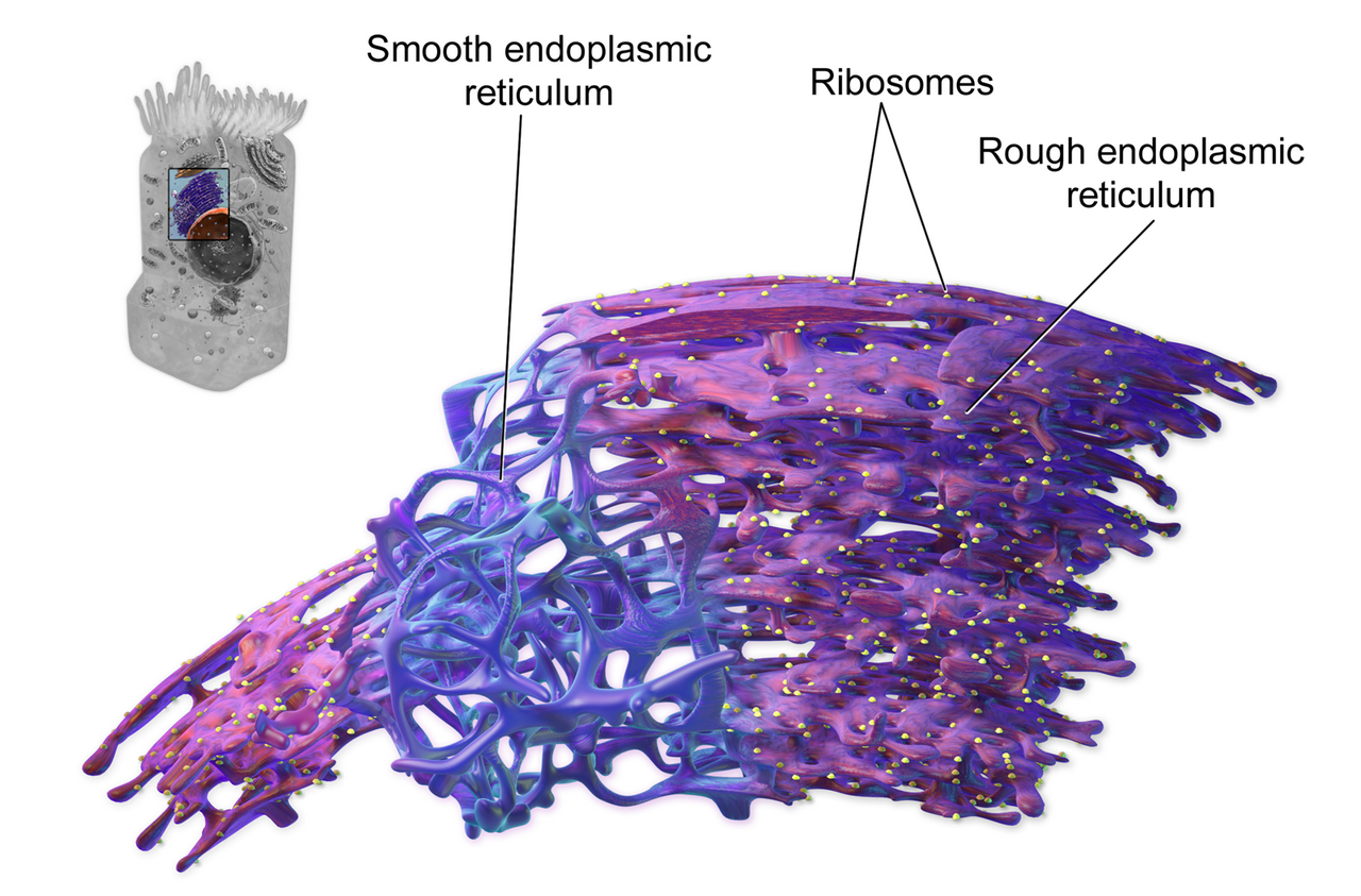 <p>Explain the Endoplasmic Reticulum</p><p></p>