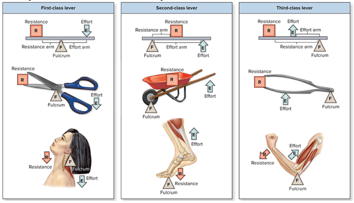 <p>1 + 2 = mechanical advantage</p><p>3 = mechanical disadvantage</p>
