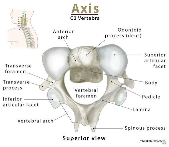 <p>Second cervical vertebra; has dens; shake "NO."</p>