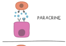 <p>Hormones secrete into <strong>neighboring cells</strong></p>