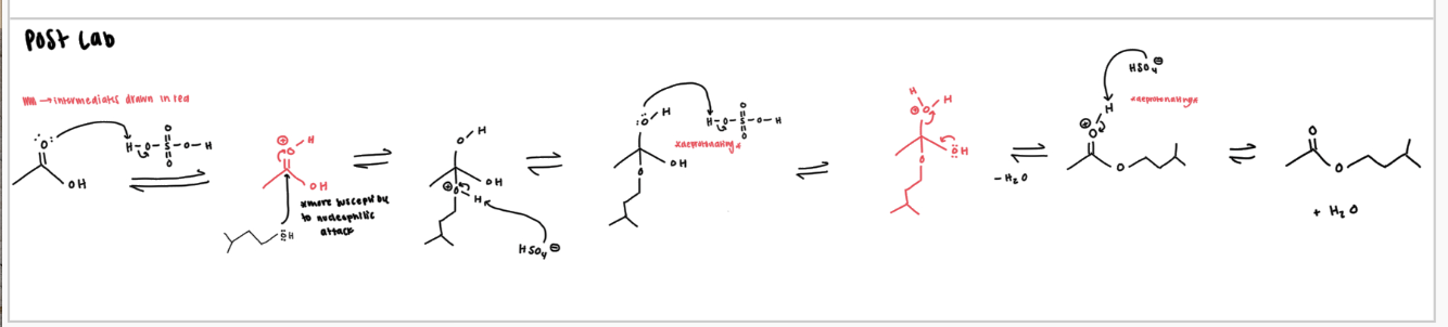 <p>the protonation of the carbonyl is needed because it makes it more susceptible to a nucleophilic attack by the weak nucleophile (alcohol). also, the sulfuric acid is needed to protonate the OH to make water leave and to ultimately form the carbonyl</p><p></p>