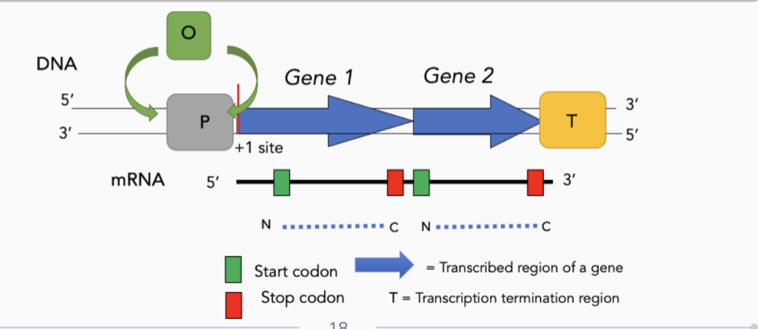 <p>Either upstream or downstream, (and sometimes overlapping) the promoter. The regulatory protein binds here.</p>