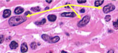 <p>Identify this cell</p>